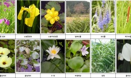 수생식물